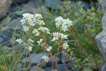 Saxifrage incrustée