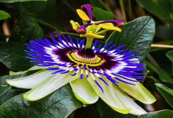 close up macro of a white purple passion flower passiflora