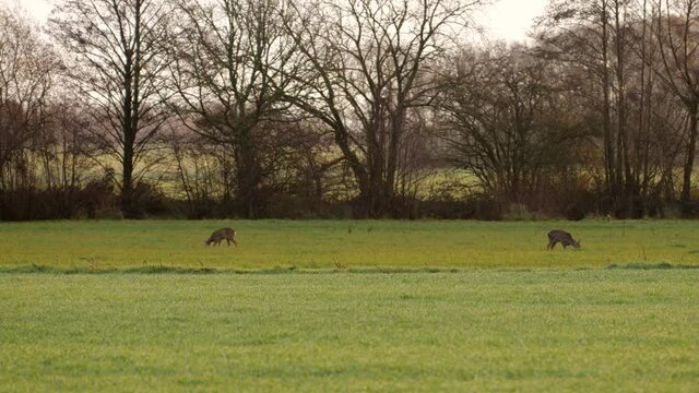 deer in a field in the early morning