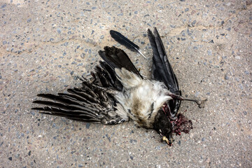 Bloody bird corpse closeup, concept of sick ecology