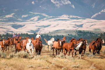 Horse herd in Montana being rounded up and brought in cavy for work in the Mountains by the...