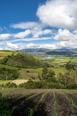 Fototapeta na wymiar Vetch crops and rural panoramic landscape. Colombia.