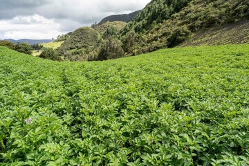 Fototapeta na wymiar Pea and potato crops in the field. Cundinamarca, Colombia.