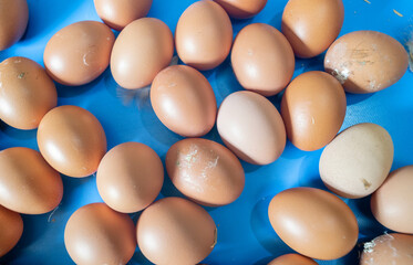 Eggs close-up on blue background.