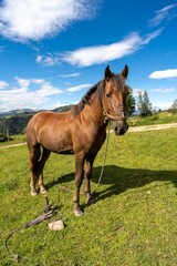 Horse with rural landscape background. Cundinamarca, Colombia. 