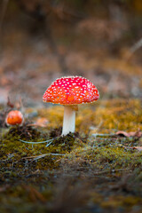 Amanita muscaria, typical poisonous mushroom on an autumn background, selective blur of the mushroom cap. Danger of poisoning. Mushroom and  picking season in vertical.