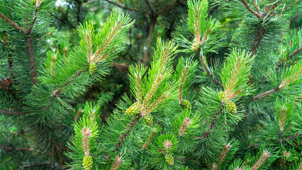 Bloomed mountain pine branches with young green cones close up. Background concept for New Year or Christmas card. Pine buds in the summer time. Green cones of Pinus mugo, close up.