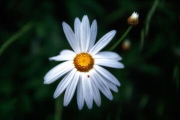 Obraz premium Soledad