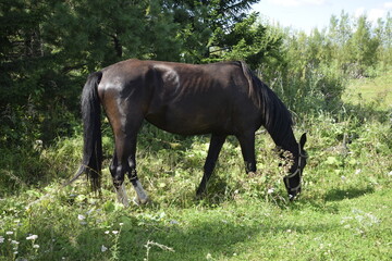 horse in the meadow