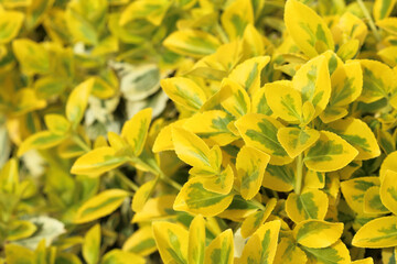 Plant with bright yellow foliage
Fusain, Euonymus fortunei  variety Emerald and gold 