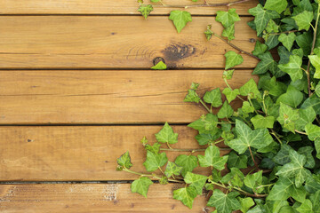 Ivy leaves on wooden background with copy space.