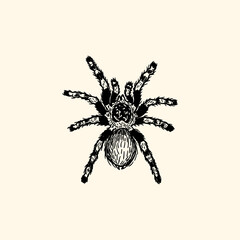 Tarantula spider retro vintage illustration