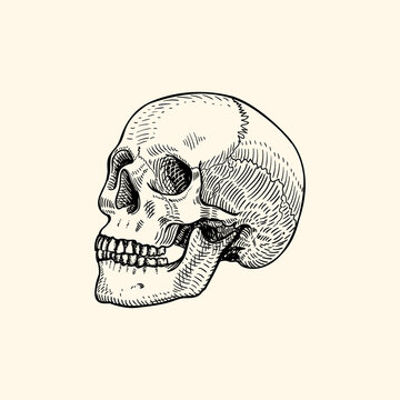 skull retro vintage black sketch