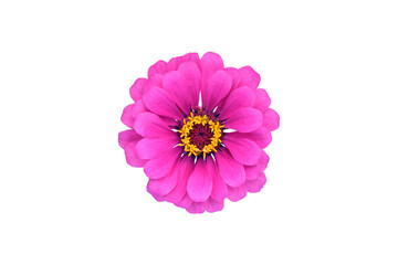 Pink blossom on white background