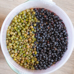 Grape pulp for winemaking