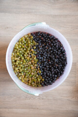Grape pulp for winemaking