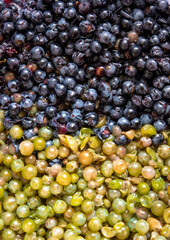 Grape pulp for winemaking