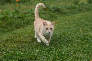Naklejka na ściany i meble A red cat runs through the green grass with its tail raised