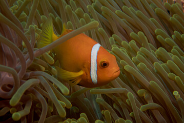 A Maldives anemonefish swimming between the anemone tentacles. Amphiprion nigripes