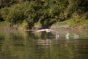 swans swim in the river