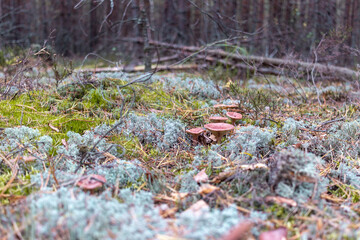 forest landscape mushrooms and moss
