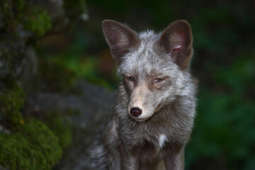 Fototapeta premium Pastellfuchs / Pastel fox / Vulpes