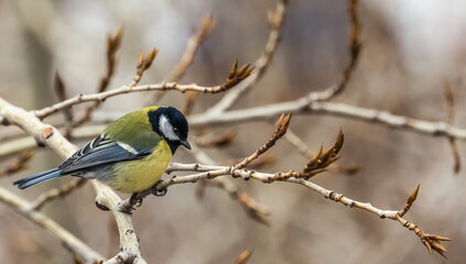 Naklejka premium Bird tit close up on a branch of a poplar tree in spring