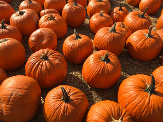 Pumpkin patch in local farm, ready for halloween and thanksgiving day.