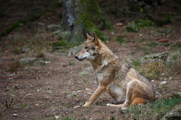 Naklejka na ściany i meble Wolf / Wolf / Canis lupus