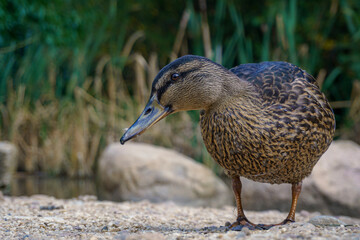 female duck