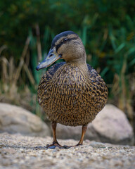 duck in a park