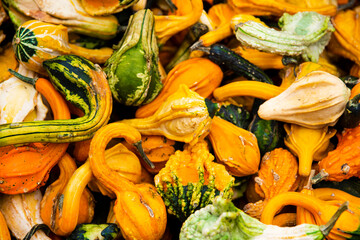 Assortment of little pumpkins, fall seasonal market.