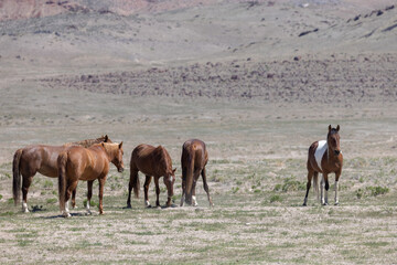 Wild Horses in the Utah Desert in Spring