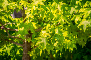 Selective focus of liquidambar (sweetgum tree) green leafs with blurred background