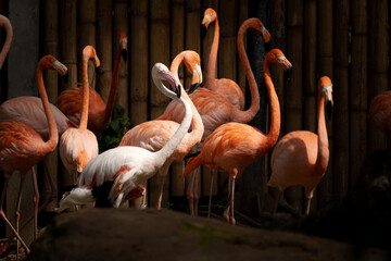 Flamingos live in large flocks that can have a population of up to 1,500,000 flamingos.