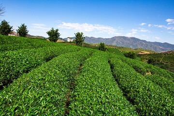 Green tea garden