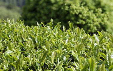 green grass background