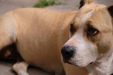 American Staffordshire Terrier with a black nose lying quietly in the yard. Sand color dog with white spots.