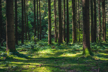 Fototapeta na wymiar Green conifer forest with tall trees and moss
