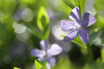 purple wildflower