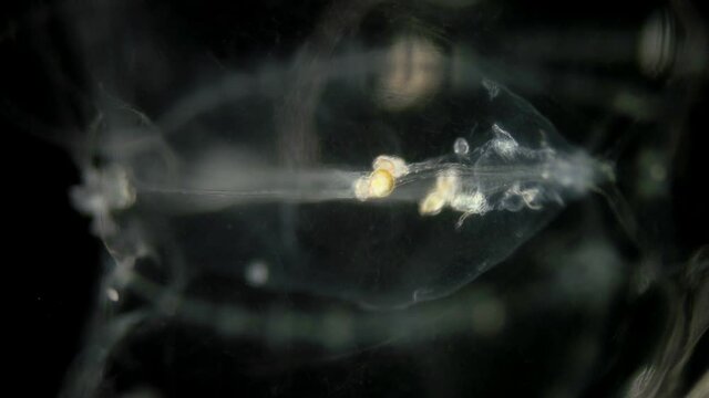 larva of Ctenophora Beroe ovata under a microscope, family Beroidae, Internal organs close up. pelagic species, predator. Black Sea