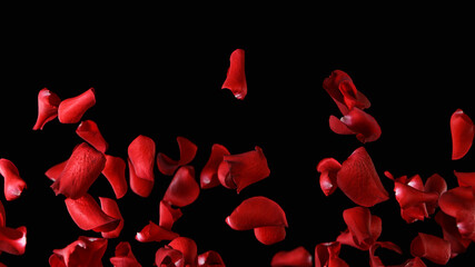 Freeze motion of flying rose petals isolated on black background.
