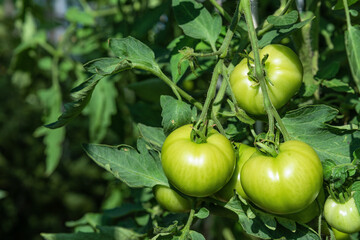 Unripe green tomatoes in the greenhouse.
