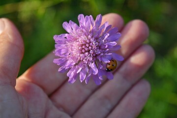 Ladybug on a flower in hand summer time