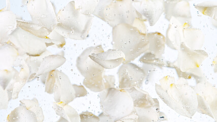 Fototapeta na wymiar Freeze motion of flying rose petals isolated on white background.