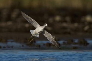 Common greenshank (Tringa nebularia)