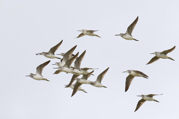 Common greenshank (Tringa nebularia)