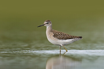 Wood sandpiper (Tringa glareola)