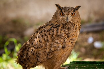 A specimen of eurasian eagle owl (Bubo bubo) looking at the camera