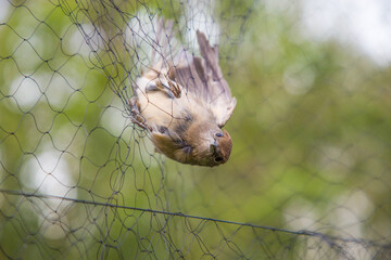Poaching of birds in Italy - bird trapped in the net trap